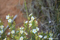 Cistus clusii