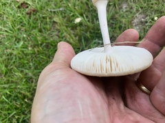 Amanita pubescens
