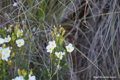 Cistus clusii