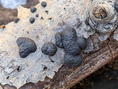 Annulohypoxylon annulatum