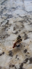Ischiodon aegyptius