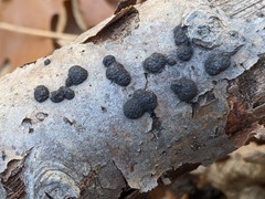 Annulohypoxylon annulatum