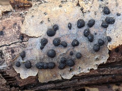 Annulohypoxylon annulatum