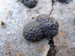 Annulohypoxylon annulatum