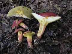 Boletus roodyi