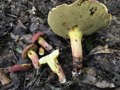 Boletus roodyi