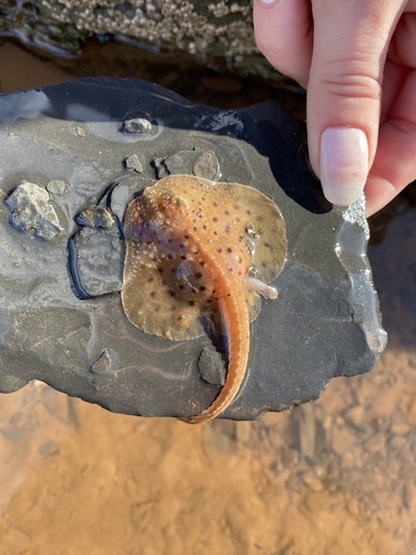 Big skate (Leucoraja ocellata) — Rajidae — 3