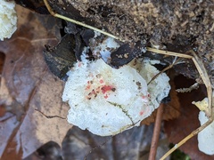 Hypomyces rosellus