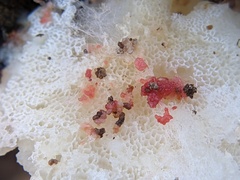 Hypomyces rosellus