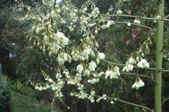 Furcraea foetida