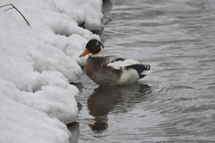 Anas platyrhynchos domesticus