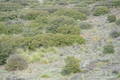 Macrochloa tenacissima