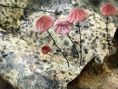 Marasmius pulcherripes