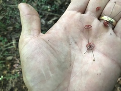Marasmius pulcherripes