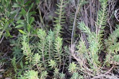 Petrosedum sediforme