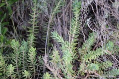 Petrosedum sediforme