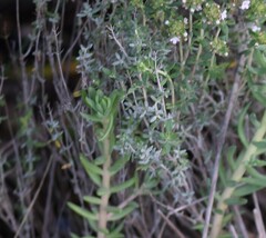 Thymus vulgaris