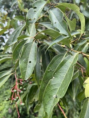 Aiouea montana, photograph Nicolás Baresch Uribe, CC BY, iNaturalist via GBIF
