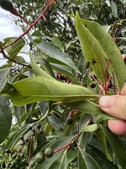 Aiouea montana, photograph Nicolás Baresch Uribe, CC BY, iNaturalist via GBIF
