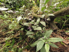 Lycianthes pilifera