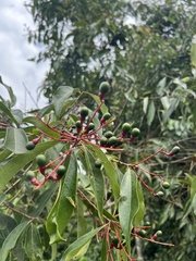 Aiouea montana, photograph Nicolás Baresch Uribe, CC BY, iNaturalist via GBIF