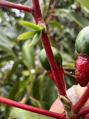 Aiouea montana, photograph Nicolás Baresch Uribe, CC BY, iNaturalist via GBIF