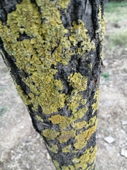 Xanthoria parietina