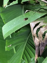 Ptilodactyla
