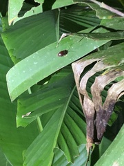 Ptilodactyla