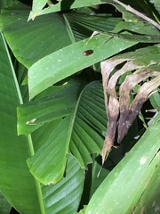 Ptilodactyla