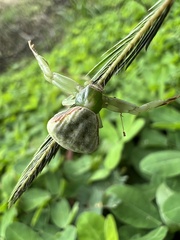 Misumenoides