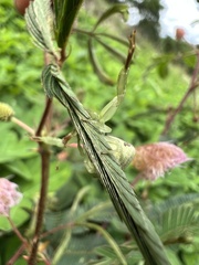 Misumenoides
