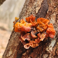Tremella mesenterica