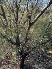 Prosopis velutina