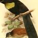 Wahnes's Parotia - Photo (c) EOL Learning and Education Group, some rights reserved (CC BY)