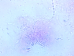 Protocrea pallida