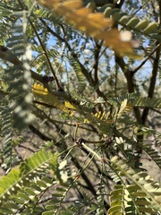 Prosopis velutina