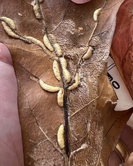 Macrodiplosis qoruca