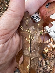 Macrodiplosis qoruca