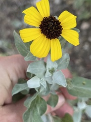 Encelia palmeri