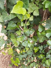 Hedera helix