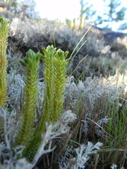 Huperzia appressa