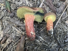 Butyriboletus