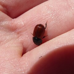 Aphodius