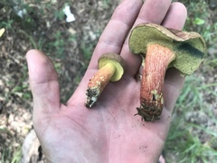 Butyriboletus