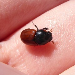 Aphodius