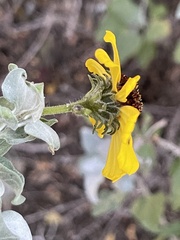 Encelia palmeri
