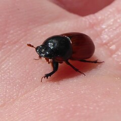 Aphodius