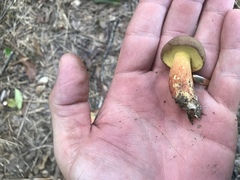 Butyriboletus