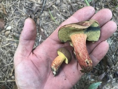 Butyriboletus